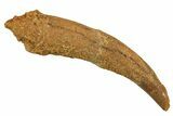 Huge, Fossil Pterosaur (Siroccopteryx) Tooth - Morocco #298048-1